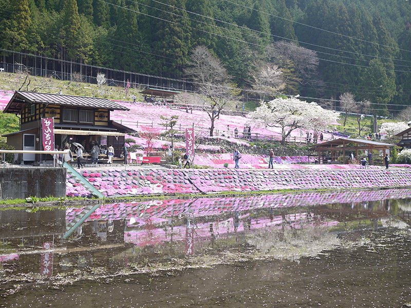 🌸 구니타 가문의 꽃잔디(구니타케노시바자쿠라) 이미지 5